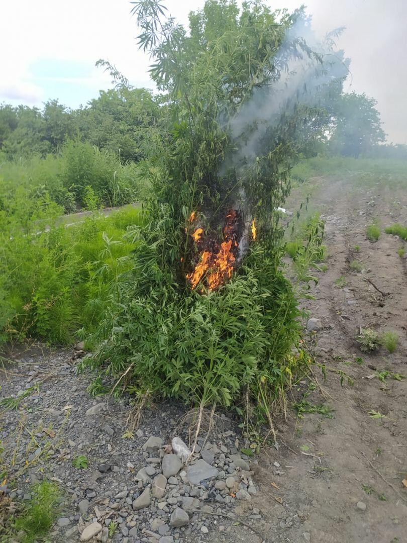 Qaxda 1,6 ton çətənə kolu yandırıldı
