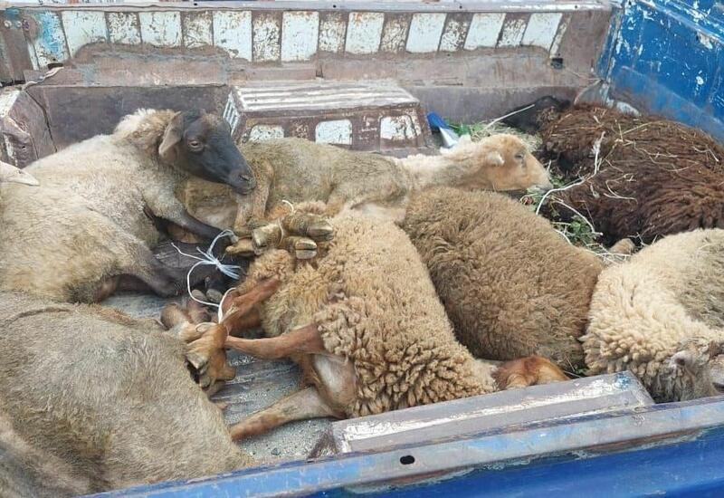 В Лянкяране задержаны подозреваемые в краже овец