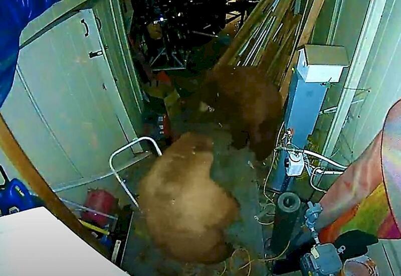 Драка медведей за чулан попала на видео в США