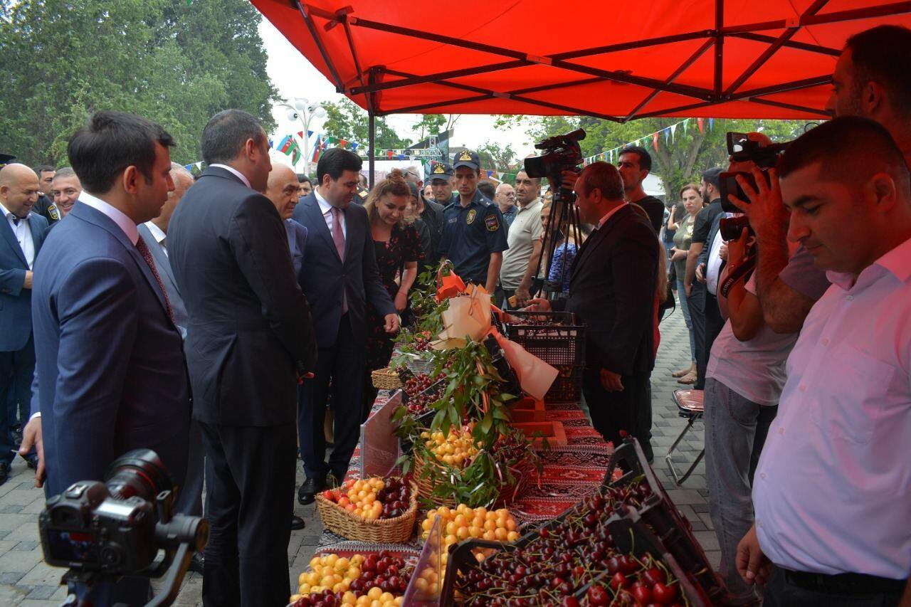 Azərbaycanda ilk dəfə “Albalı və gilas” festivalı keçirilib