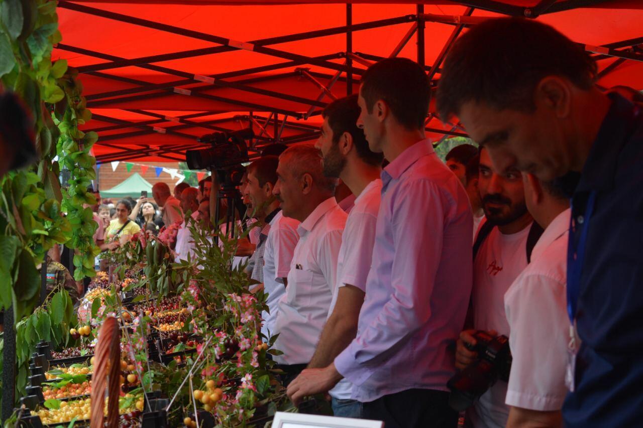 Azərbaycanda ilk dəfə “Albalı və gilas” festivalı keçirilib