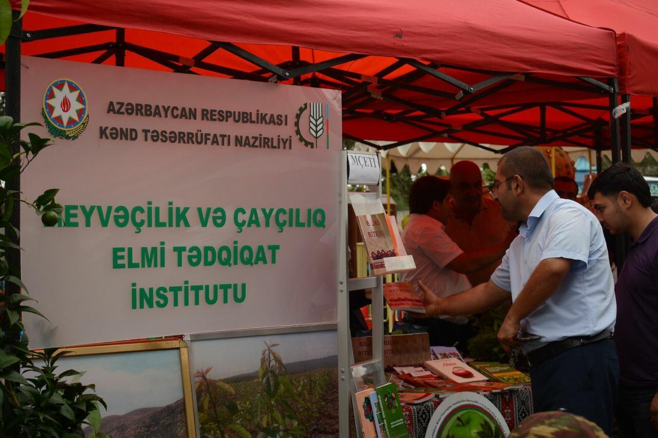Azərbaycanda ilk dəfə “Albalı və gilas” festivalı keçirilib