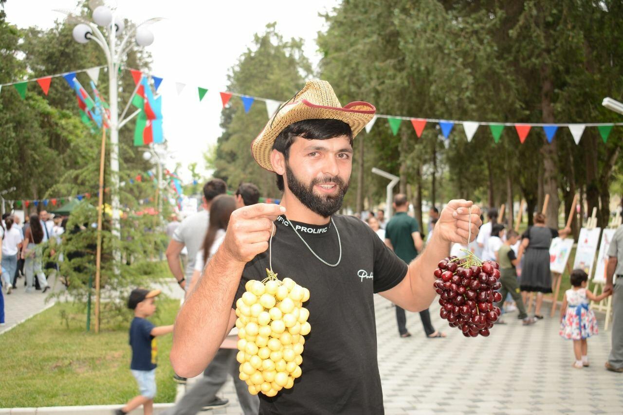 Azərbaycanda ilk dəfə “Albalı və gilas” festivalı keçirilib
