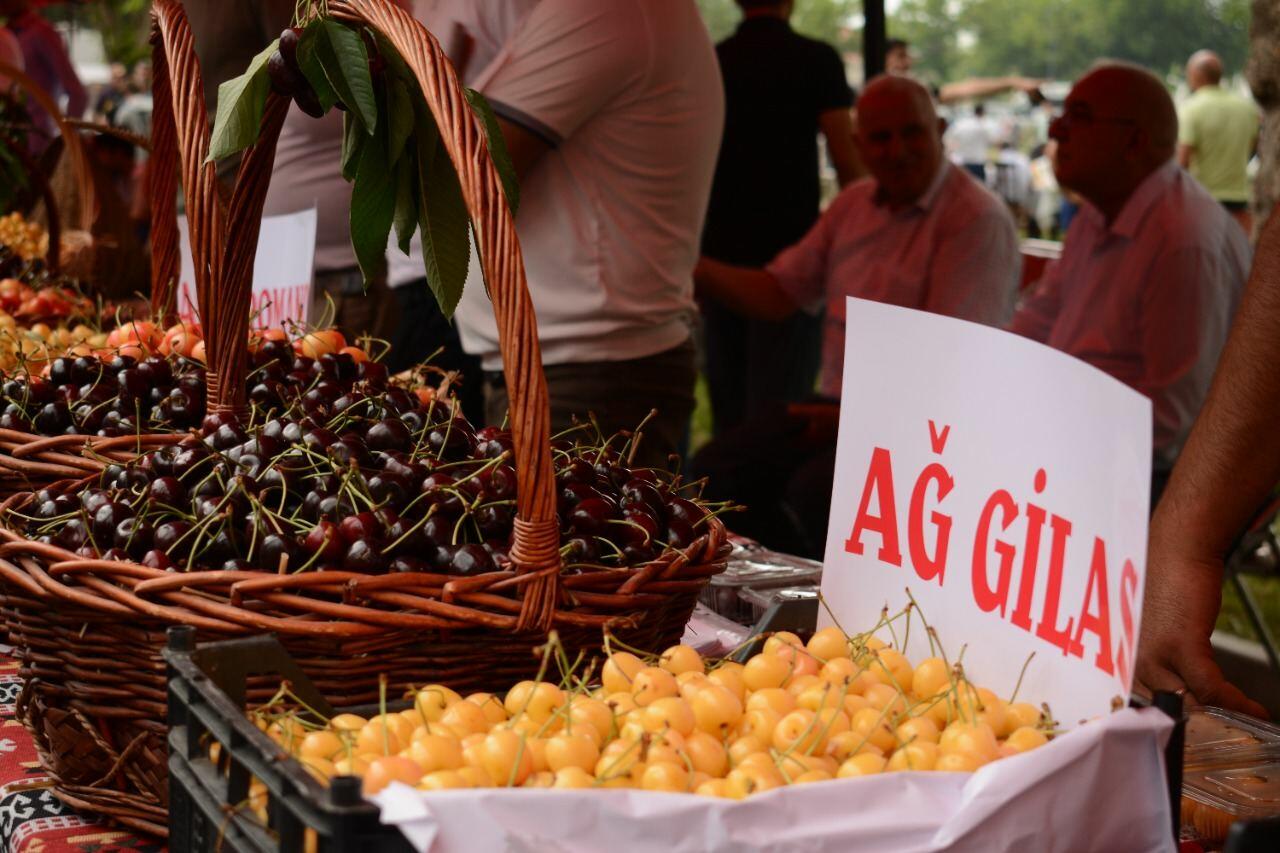 Azərbaycanda ilk dəfə “Albalı və gilas” festivalı keçirilib