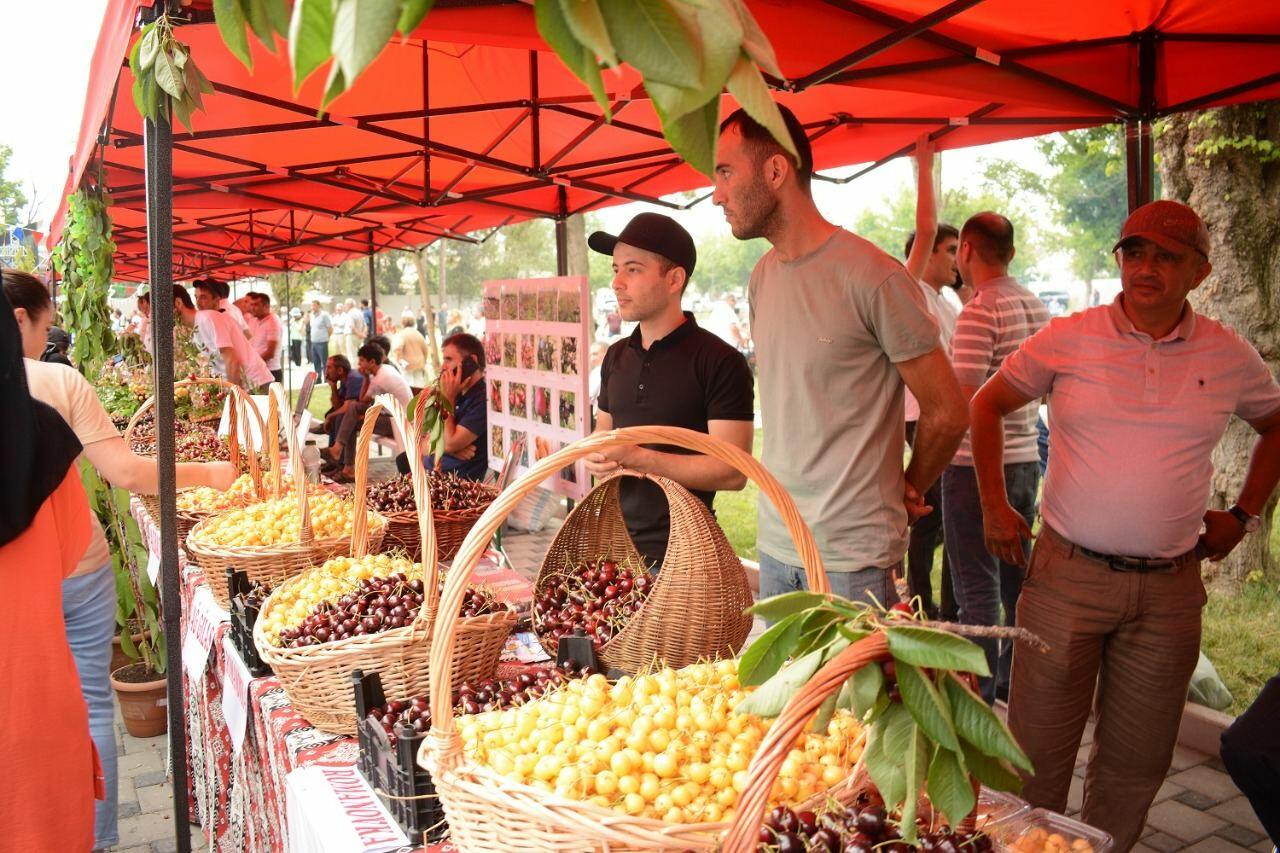 Azərbaycanda ilk dəfə “Albalı və gilas” festivalı keçirilib