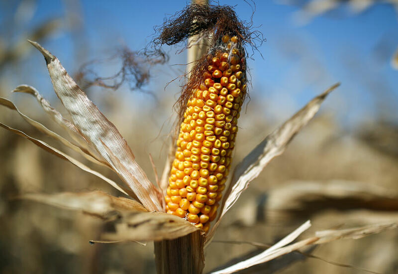 Врач назвал неожиданное полезное свойство кукурузы