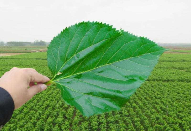 Havayı olduğu üçün, reklam olunmur və heç kim bilmir