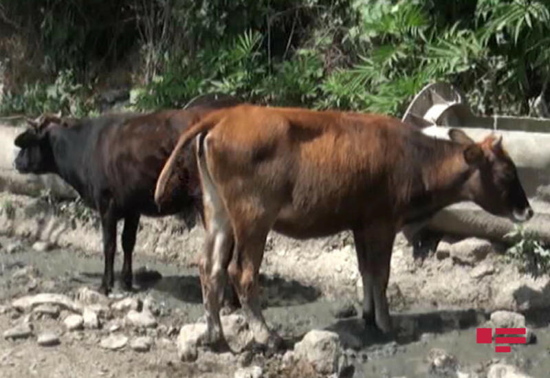 В Агсу волки напали на село