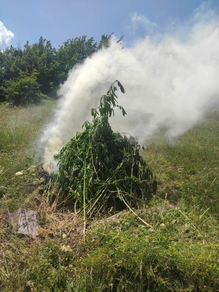 В Шуше уничтожено более тонны дикорастущей конопли