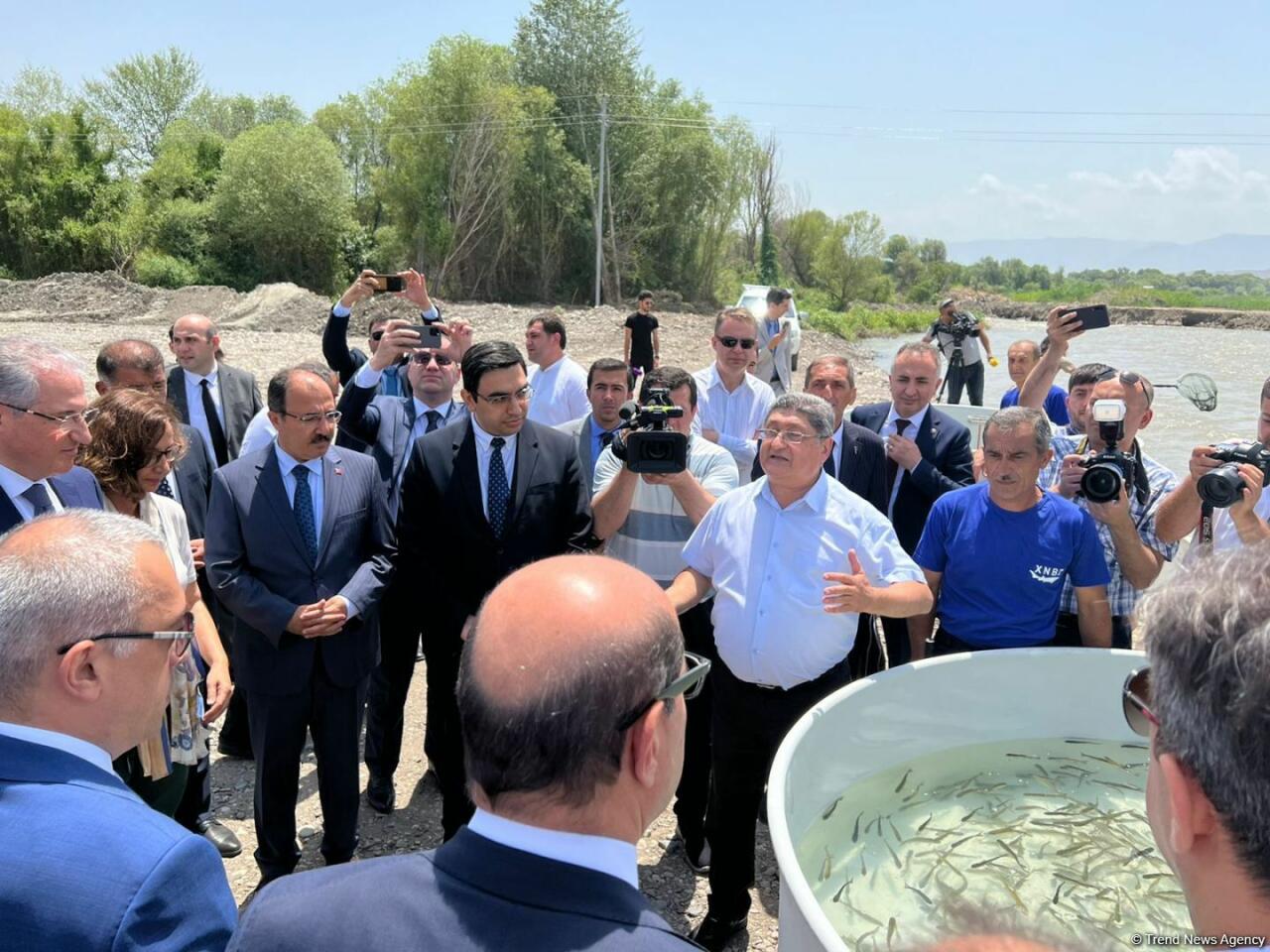 В реку Хакари в Зангилане выпущены мальки ручьевой форели