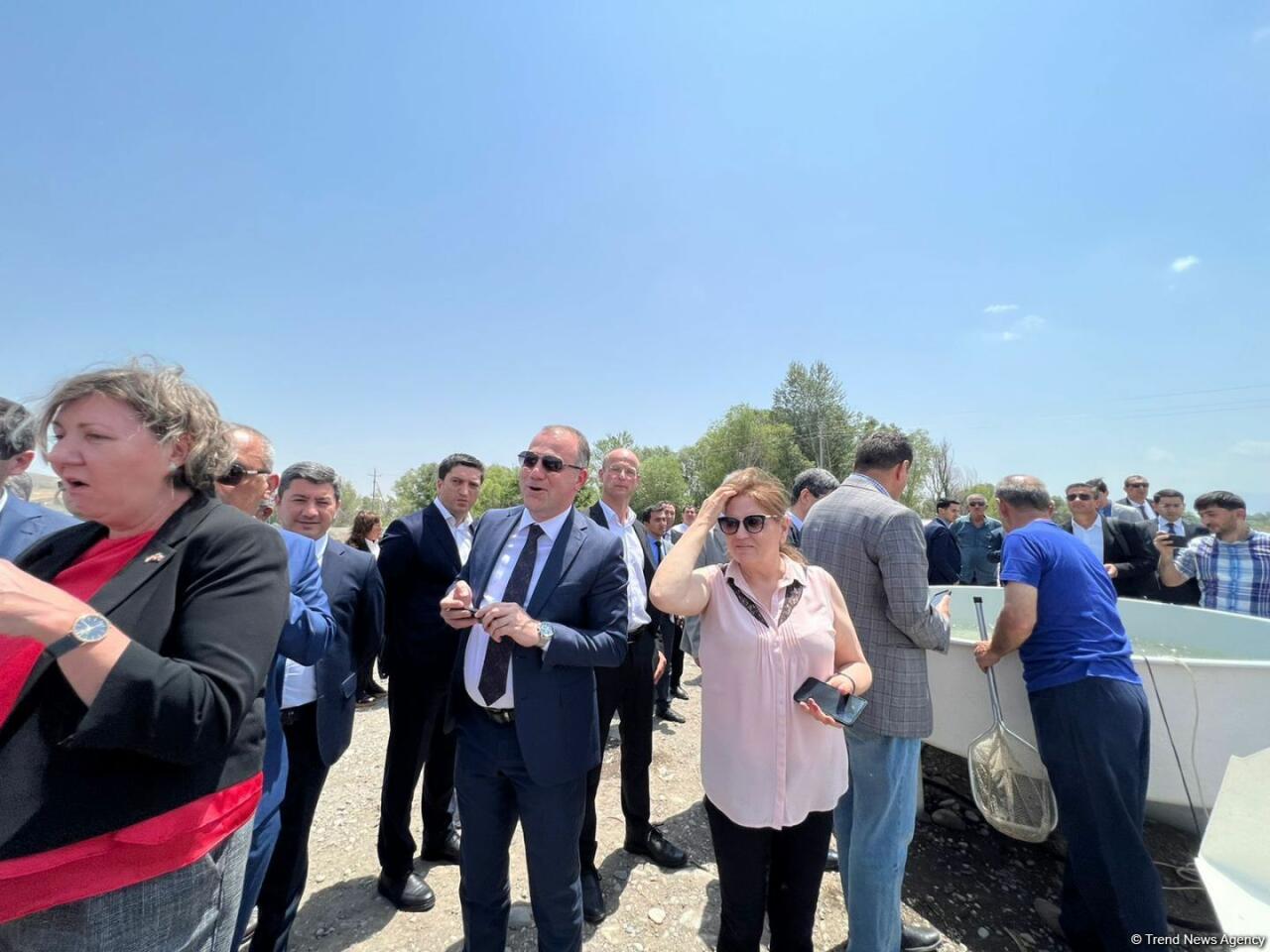 В реку Хакари в Зангилане выпущены мальки ручьевой форели