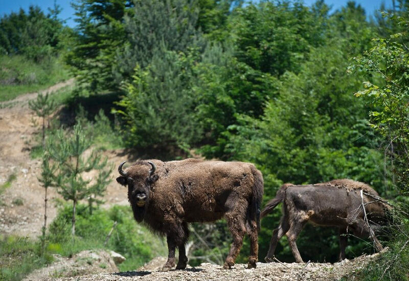 Румыния: зубры вернулись в Южные Карпаты