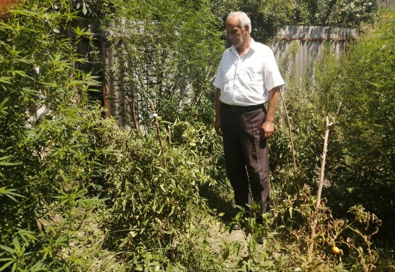 Мужчина превратил свой дом в наркоплантацию в Исмайыллы