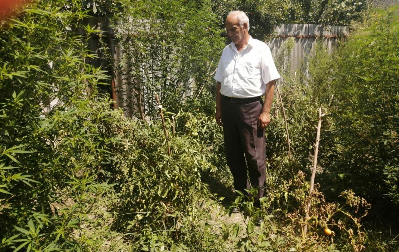 Мужчина превратил свой дом в наркоплантацию в Исмайыллы