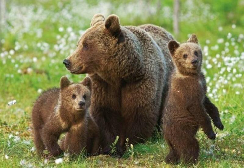Серия убийств бурых медведей в Греции