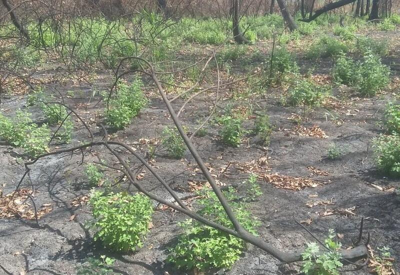 Продолжаются работы по восстановлению пострадавших от пожара лесных участков