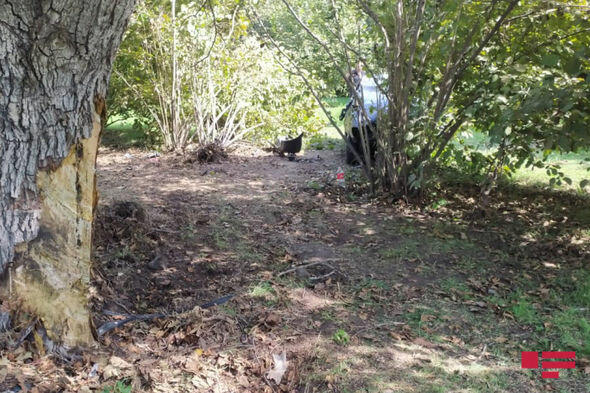 В Загатале автомобиль врезался в дерево