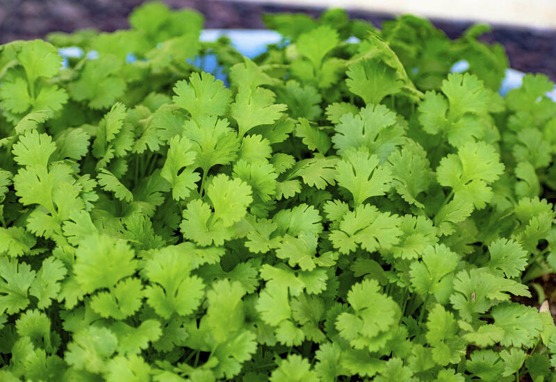 Какие продукты нельзя хранить в морозилке?