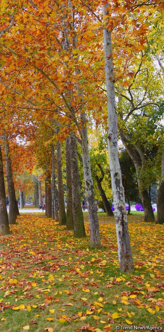 Бакинская осень
