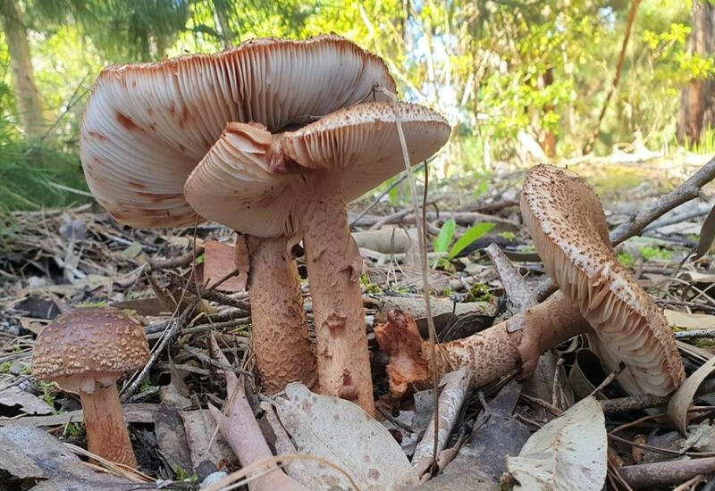 Отравление в Хачмазе