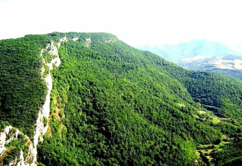 На освобожденных территориях ускорят воссоздание лесов