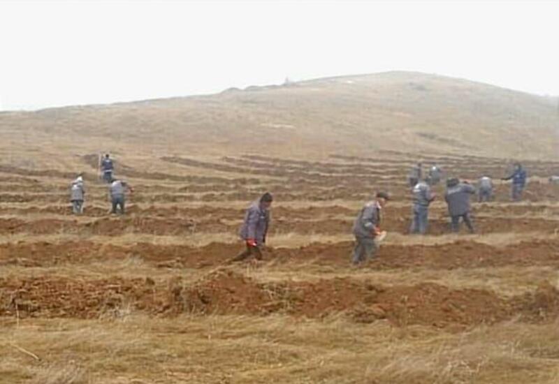 В Джебраиле продолжается посадка деревьев