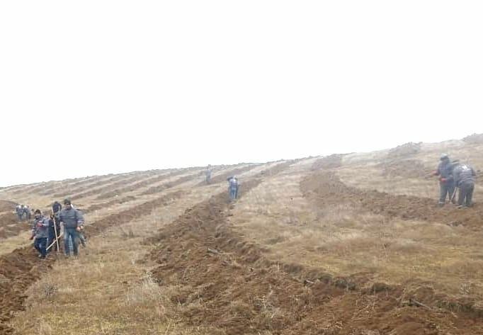 В Джебраиле продолжается посадка деревьев