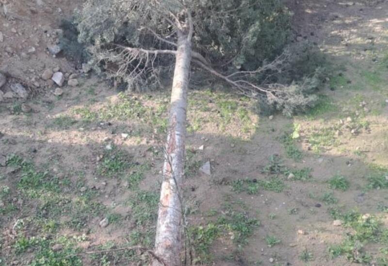 Sumqayıtda yaşıllıqların məhv edildiyi barədə iddialara aydınlıq gətirilib