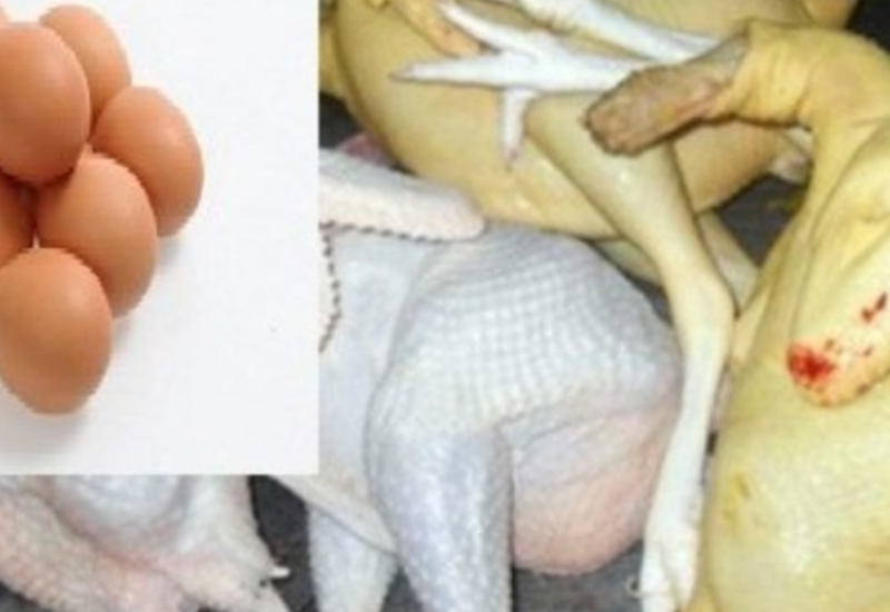 Toyuq əti və yumurtanın qiyməti dəyişə bilər?
