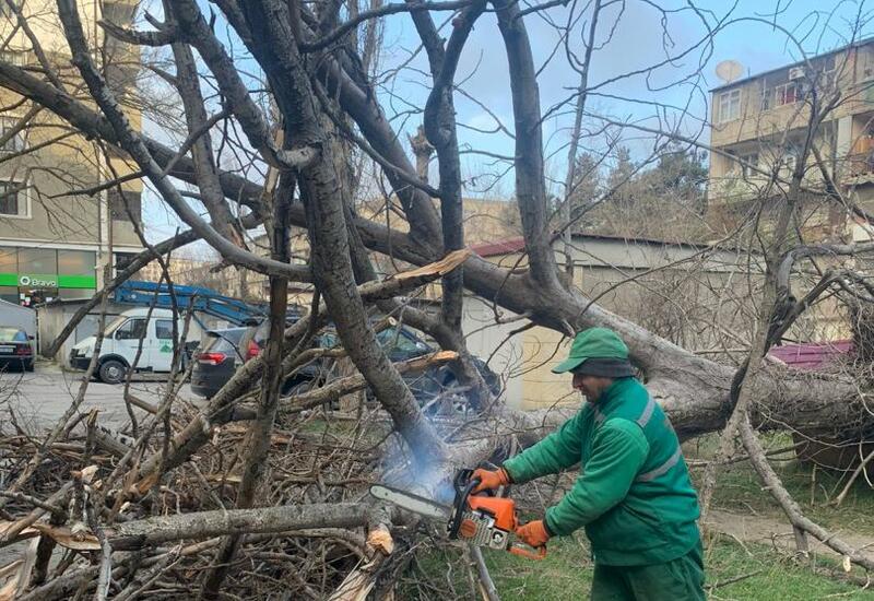 В Баку сильный ветер повалил деревья