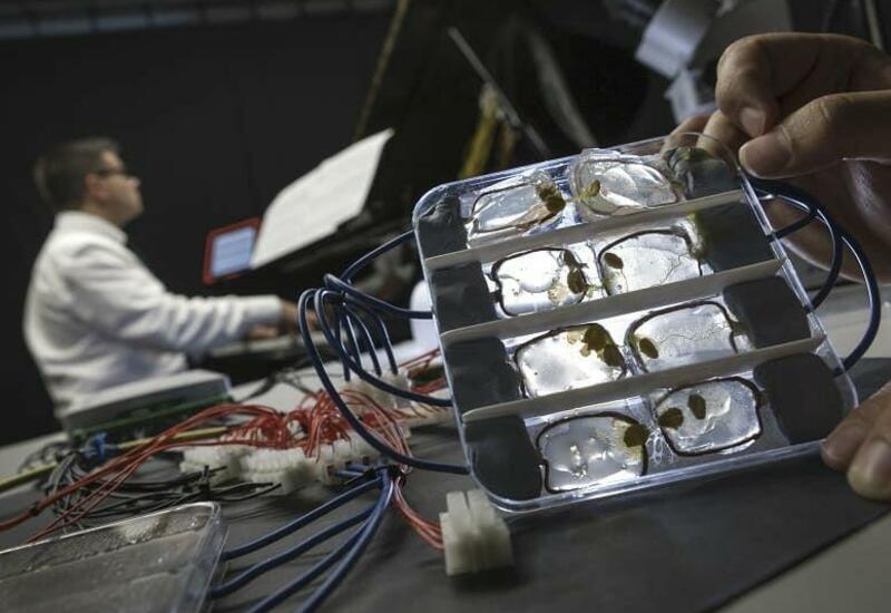 İnsan beyninə yaxın materiallardan yeni kompüter hazırlanır