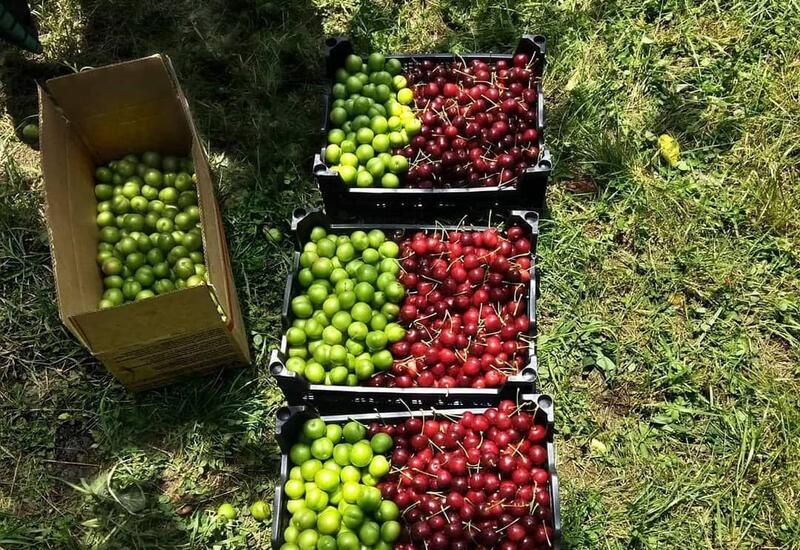 Bakıda alça 400 azn, gilas isə 200 azn satılır