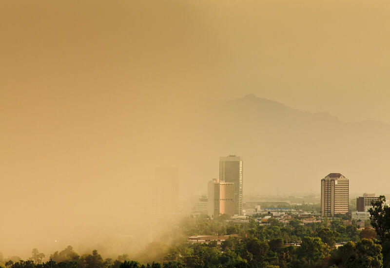 Правительство Ирака пообещало посадить 5 млн деревьев