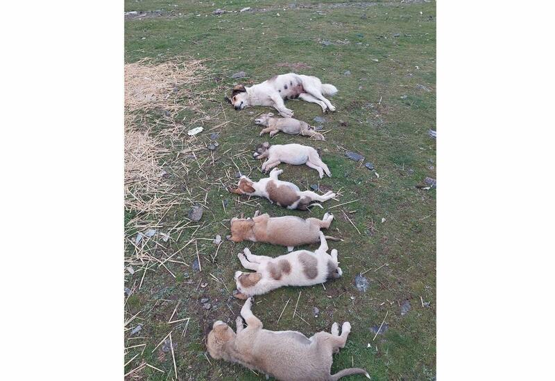 Zaqatalada itləri kim öldürür?