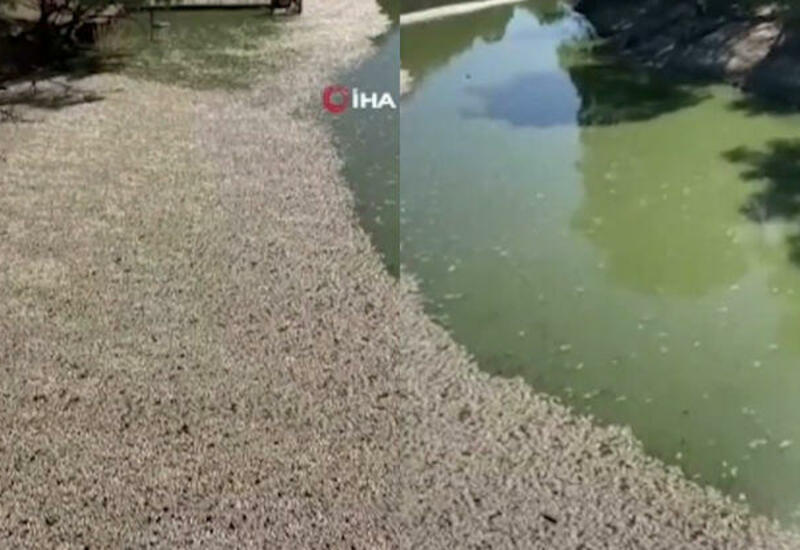 Avstraliyada balıqların kütləvi ölümü: Çayın üzərində tonlarla balıq göründü