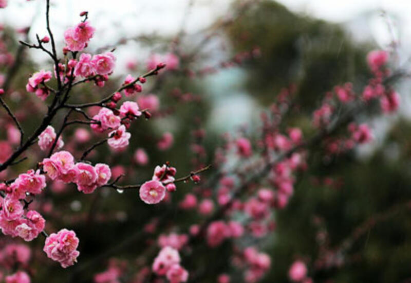 Bölgələrdə hava necə olacaq?