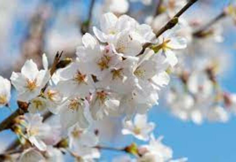 Легкий, весенний образ в блоге Айнур Бабахан