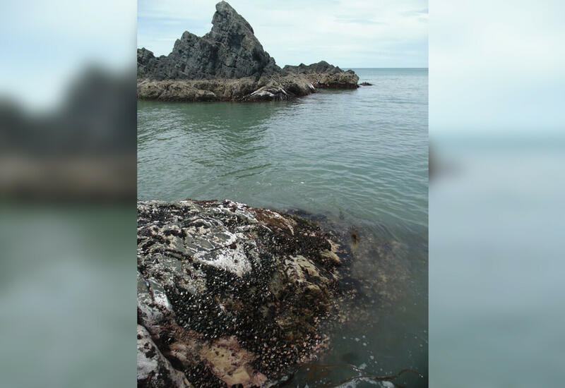 Генетический анализ водорослей позволил обнаружить древнее землетрясение