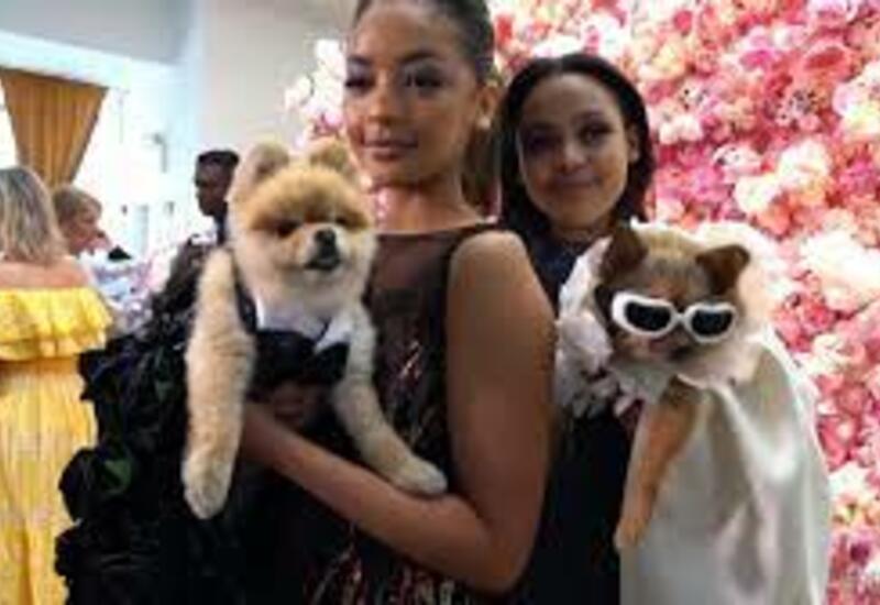 Pet gala в Нью-Йорке: собаки "повторили" образы знаменитостей