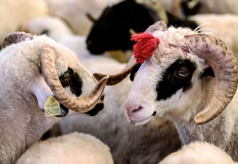 Qurbanlıq qoyun almaq istəyənlərə ŞAD XƏBƏR