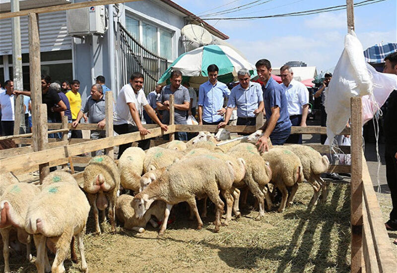 Azad edilmiş ərazilərdə Qurban bayramına hazırlıqlar