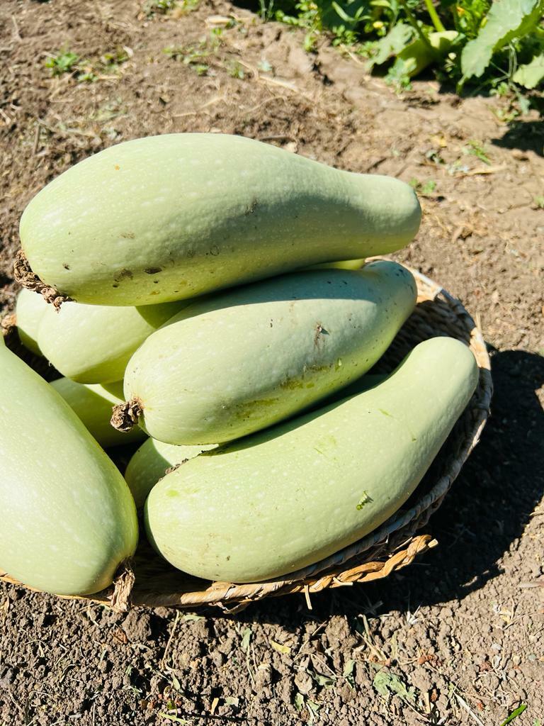 Ода кабачкам: Часть I