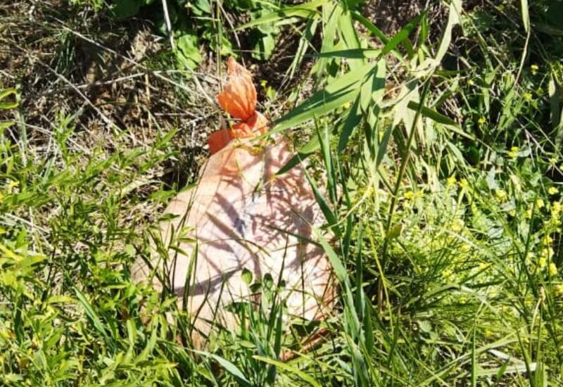 Пресечена незаконная культивация наркотических растений в Габале