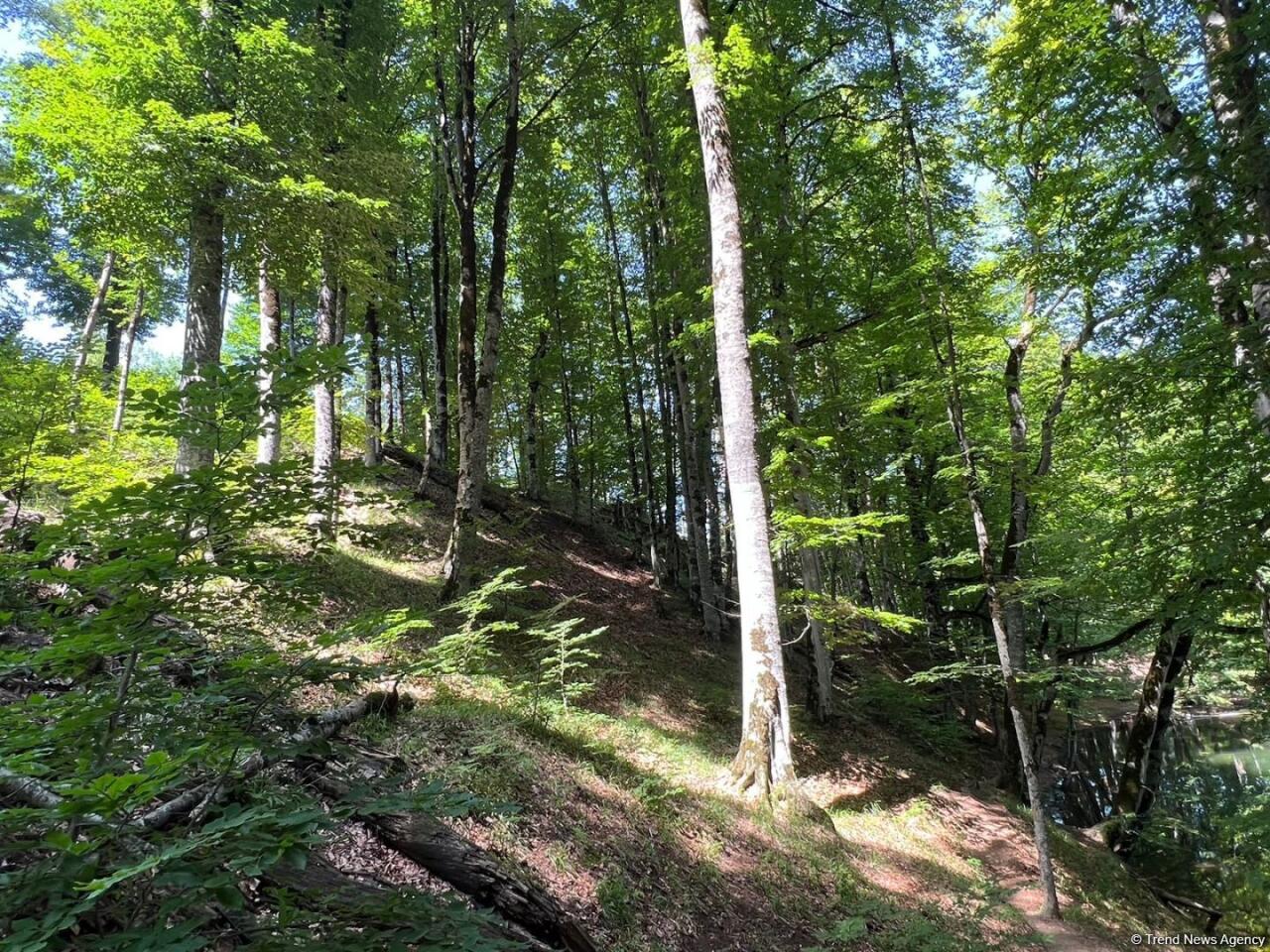 Уникальное творение природы