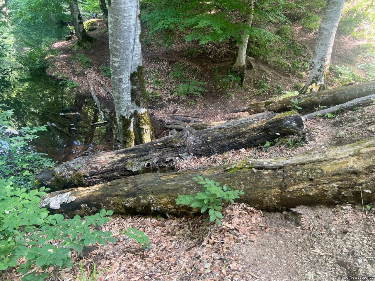 Уникальное творение природы