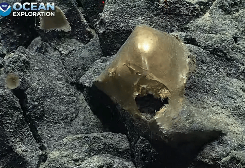 На дне Тихого океана нашли странное «золотое яйцо»