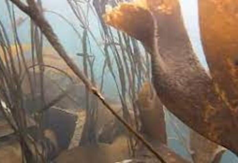 Повышение температур грозит вымиранием морских растений Северной Атлантики