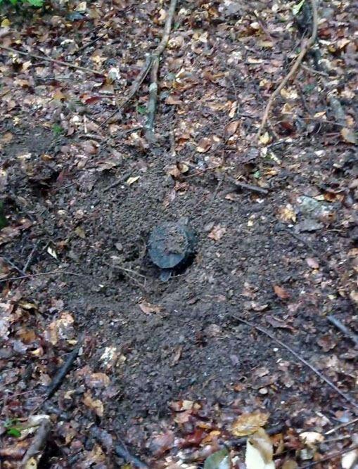 В селе Черектар Кяльбаджарского района обезврежено большое количество мин