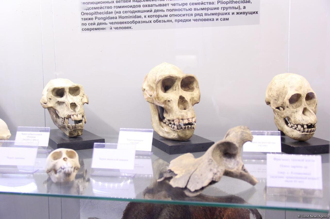 Астрахань глазами азербайджанца – рыбный рай, золото кочевников, доисторические животные, уникальный Кремль и картины
