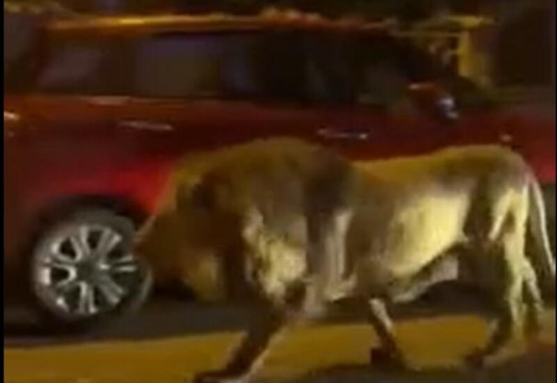 Şir İtaliya küçələrini lərzəyə